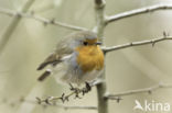 European Robin (Erithacus rubecula)