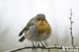 European Robin (Erithacus rubecula)