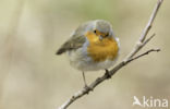 European Robin (Erithacus rubecula)