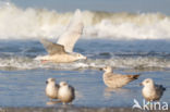 Grote Burgemeester (Larus hyperboreus)