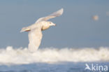 Grote Burgemeester (Larus hyperboreus)