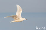 Grote Burgemeester (Larus hyperboreus)