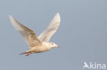 Glaucous Gull (Larus hyperboreus)