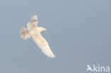 Grote Burgemeester (Larus hyperboreus)