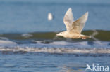 Glaucous Gull (Larus hyperboreus)