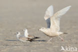 Glaucous Gull (Larus hyperboreus)