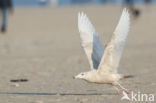 Grote Burgemeester (Larus hyperboreus)