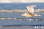 Glaucous Gull (Larus hyperboreus)