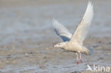 Grote Burgemeester (Larus hyperboreus)