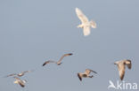 Glaucous Gull (Larus hyperboreus)