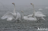 Whooper Swan (Cygnus cygnus)