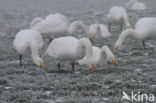 Whooper Swan (Cygnus cygnus)