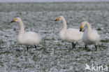 Whooper Swan (Cygnus cygnus)