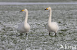 Whooper Swan (Cygnus cygnus)