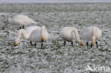 Whooper Swan (Cygnus cygnus)