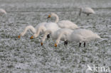 Whooper Swan (Cygnus cygnus)