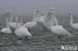Whooper Swan (Cygnus cygnus)