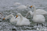 Whooper Swan (Cygnus cygnus)