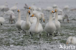 Whooper Swan (Cygnus cygnus)