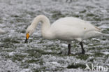 Whooper Swan (Cygnus cygnus)