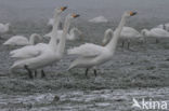 Whooper Swan (Cygnus cygnus)