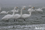 Whooper Swan (Cygnus cygnus)