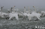 Whooper Swan (Cygnus cygnus)