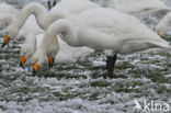 Whooper Swan (Cygnus cygnus)