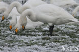 Wilde Zwaan (Cygnus cygnus)