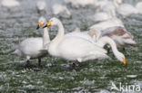 Whooper Swan (Cygnus cygnus)