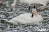 Whooper Swan (Cygnus cygnus)
