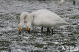 Whooper Swan (Cygnus cygnus)