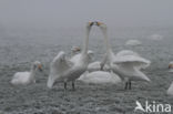 Whooper Swan (Cygnus cygnus)