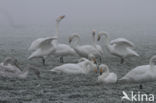Whooper Swan (Cygnus cygnus)