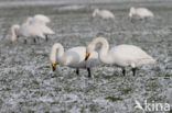 Whooper Swan (Cygnus cygnus)