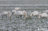 Whooper Swan (Cygnus cygnus)