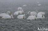 Wilde Zwaan (Cygnus cygnus)