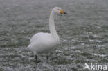 Whooper Swan (Cygnus cygnus)