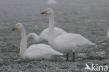 Whooper Swan (Cygnus cygnus)