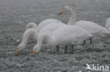 Whooper Swan (Cygnus cygnus)