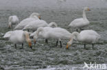 Whooper Swan (Cygnus cygnus)