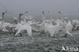 Whooper Swan (Cygnus cygnus)