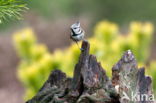 Kuifmees (Parus cristatus)