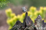 Kuifmees (Parus cristatus)