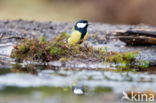 Great Tit (Parus major)