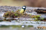 Koolmees (Parus major)