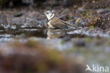 Kuifmees (Parus cristatus)