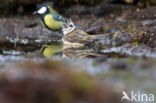 Kuifmees (Parus cristatus)