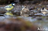 Kuifmees (Parus cristatus)