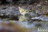 Goldcrest (Regulus regulus)